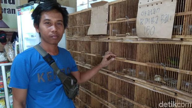 Dari Hobi Jadi Pengusaha Burung Kicau Beromzet Rp 60 Juta